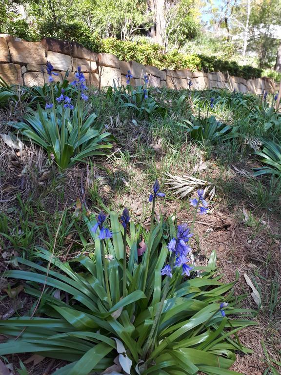 Plynlimmon-1860 Heritage Cottage Or Double Room With Orchard View Kurrajong Buitenkant foto